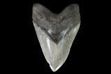 Serrated, Fossil Megalodon Tooth - South Carolina #95296-1